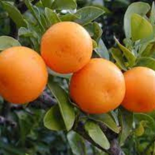 Orange Kinnow Fruit Plant Manufacturer & Supplier in India